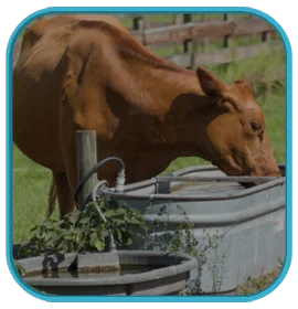 Live Stock Watering